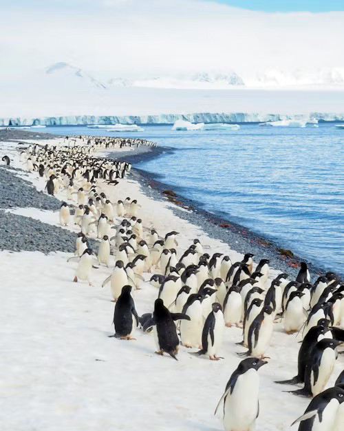 antartica 2