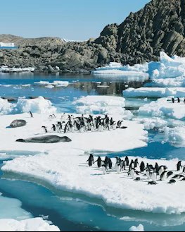 antartica